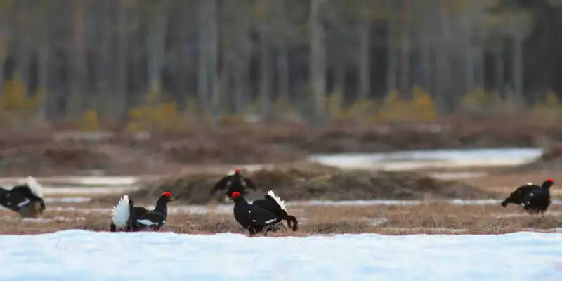 Teeriä soitimella sulavan suon laidalla, taustalla mäntymetsä.