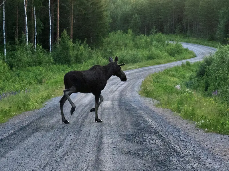 Hirvi ylittää kaartuvan sorapintaisen metsätien.