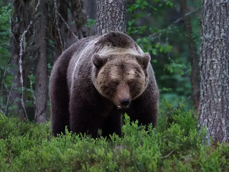 Iso ruskea karhu seisoo mustikanvarpujen keskellä mäntymetsässä ja katsoo kohti.