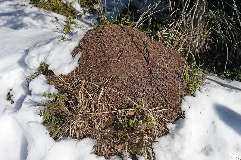 Ruskea muurahaiskeko, jonka ympärillä on lunta.
