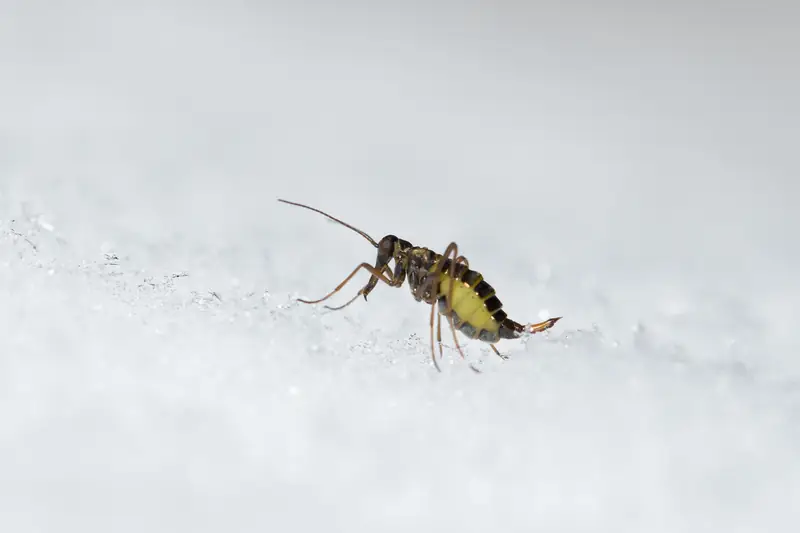 Pieni pitkäjalkainen hyönteinen lumella. Takaruumis on keltainen ja tummajuovainen.