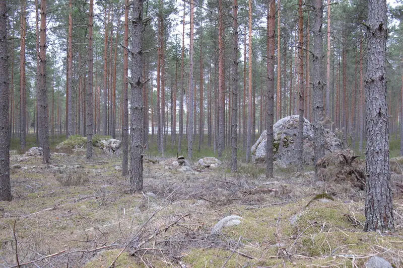 Mäntymetsän pohja täynnä eri kokoisia kiviä, keskellä iso lohkare.