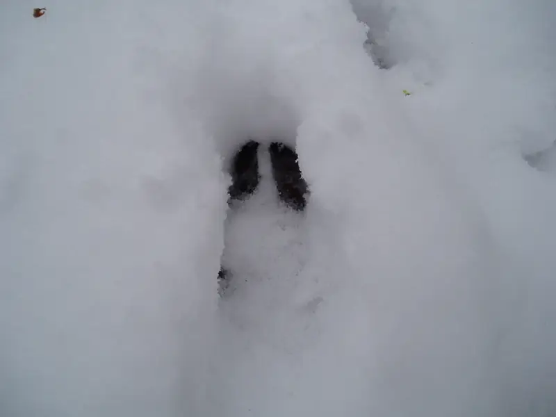 Kapea, kahdesta terävästä puolikkaasta muodostuva sorkanjälki syvässä lumessa.