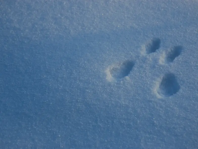 Neljä pientä jälkeä tiiviinä ryhmänä sinertävällä hangella.