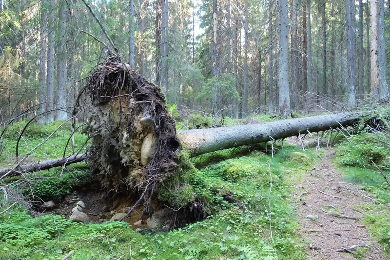 Juurineen kaatunut kuusi makaa polun vieressä havumetsässä.