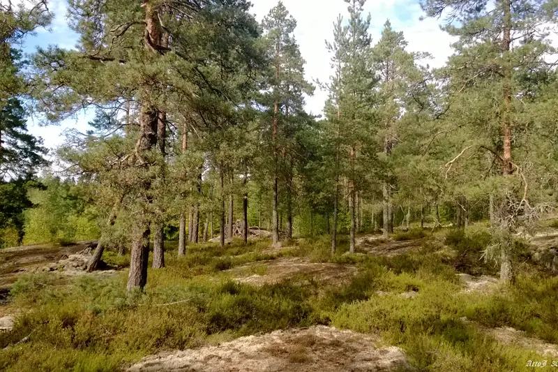 Mäntymetsä, jonka pohjassa on paljasta kalliota kanervan ja jäkälän välissä.