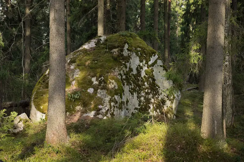 Iso sammaleen ja jäkälän peittämä kivi kuusimetsässä.