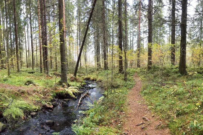 Metsäpuro kivien välissä, ja sen vieressä kulkee kapea polku.