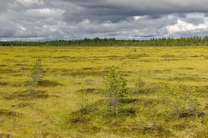 Laaja avoin suo, jolla kasvaa muutama pieni mänty; taustalla metsänreuna.