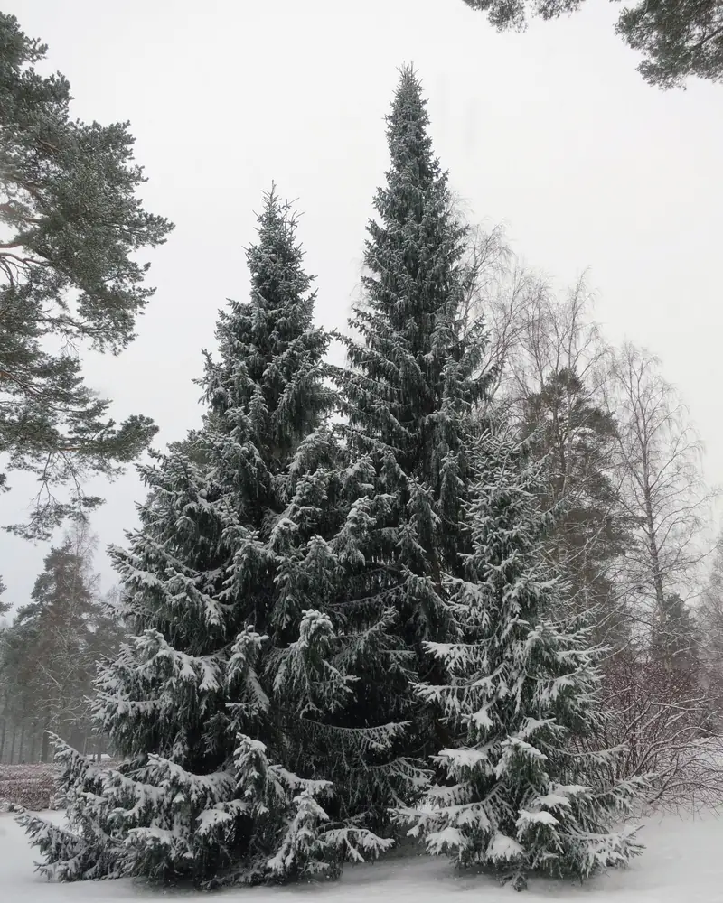 Kaksi kapeaa kuusta lumen peitossa. Oksat taipuvat alaspäin.