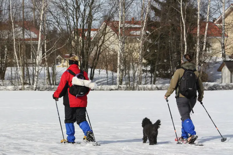 Kaksi ihmistä ja pieni musta koira kävelevät lumisella pellolla lumikengät jalassa, sauvat käsissä.