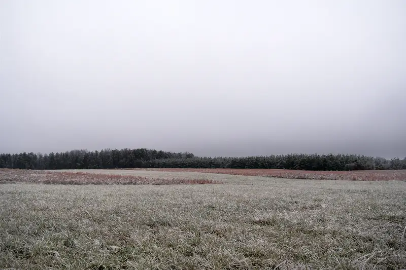 Huurteinen pelto ja metsänreuna, yllä tasaisen harmaa katto ilman muotoja.