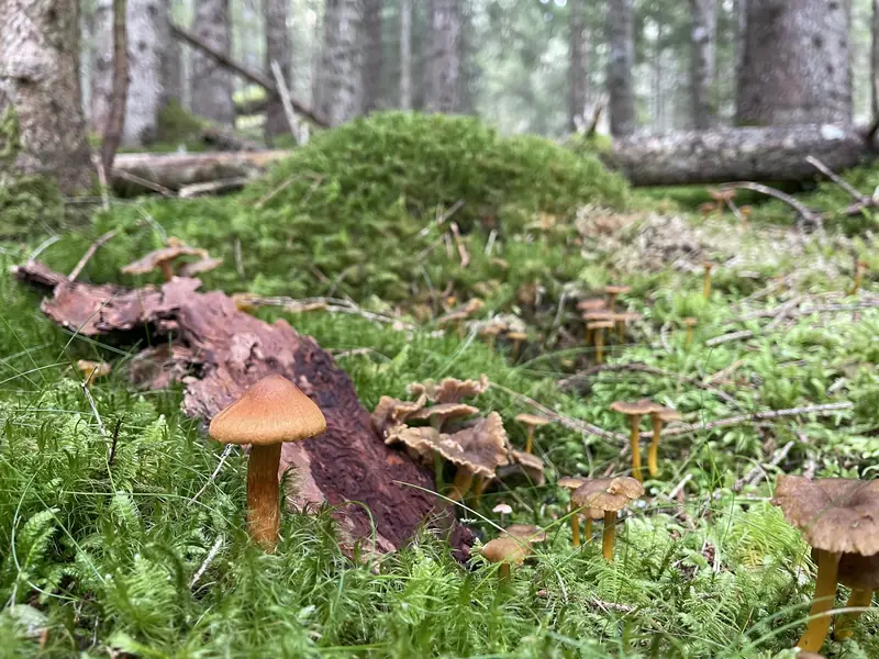Sammaleen keskellä oranssinruskea sieni, jonka lakki on suippo; taustalla ryhmä ruskeita suppilomaisia sieniä.