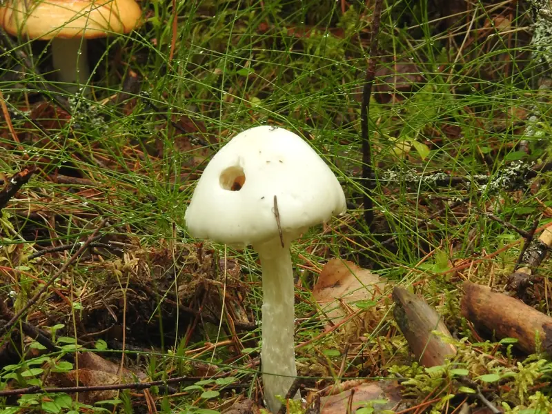 Kokonaan valkoinen, kellomainen sieni pitkällä valkoisella jalalla havumetsän pohjalla.