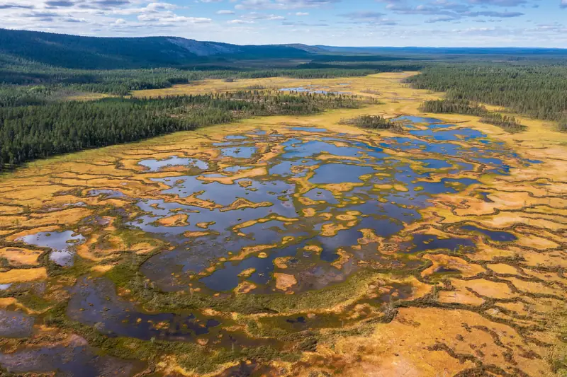 Ilmakuva suosta, jonka keskellä on sokkelo vesilampareita ja niiden välissä kapeita kuivia kaistaleita.