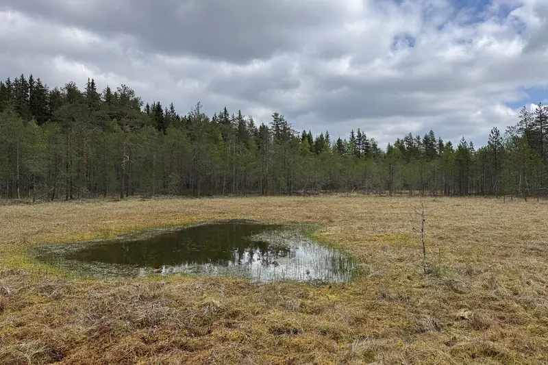 Tumma vesilammikko keskellä ruskeaa, avointa suota.