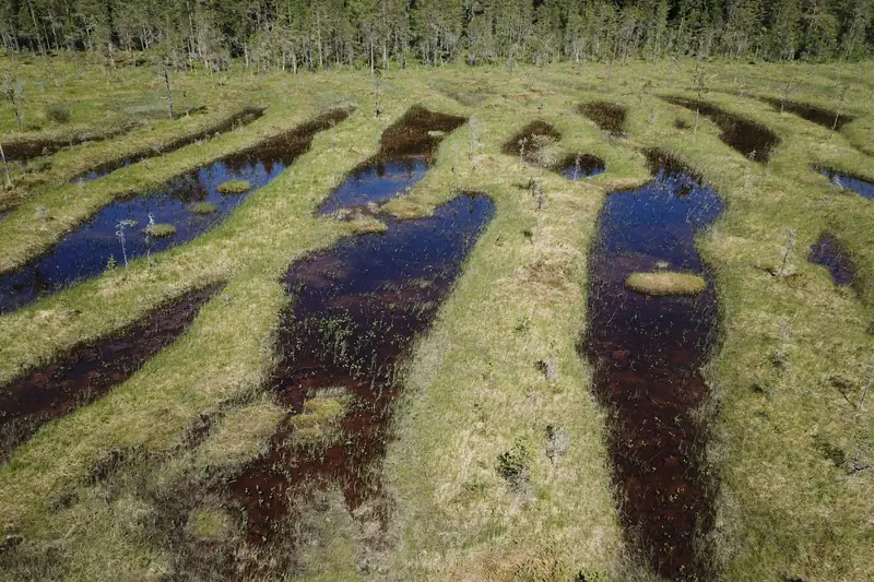 Vihreitä kapeita selänteitä poikittain suon yli, niiden välissä tummaa vettä.