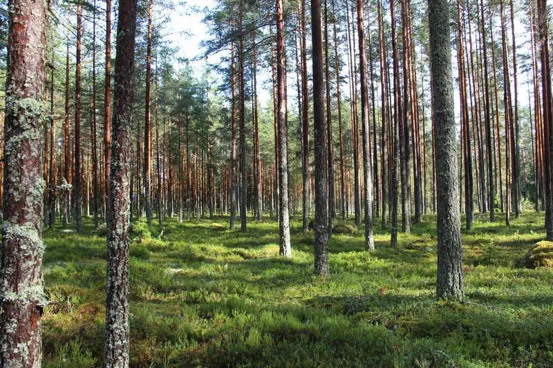 Valoisa männikkö, jonka pohjalla on matala vihreä varvikko.