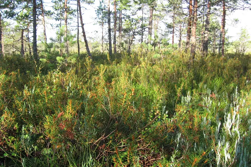 Pieniä mäntyjä tiheän, kukkivan varvikon keskellä.