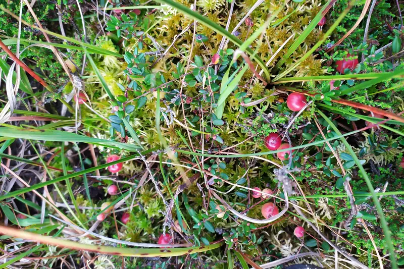 Pieniä punaisia karpaloita ohuissa varsissa rahkasammalen ja heinän seassa.