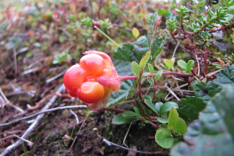 Puolikypsä, punaoranssi hilla varren päässä sammalen ja varpujen keskellä.