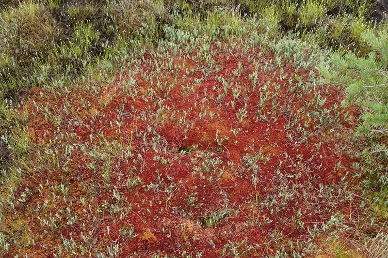 Tiivis, punainen rahkasammalmätäs, jonka läpi kasvaa harmaanvihreitä varpuja ja heinää.