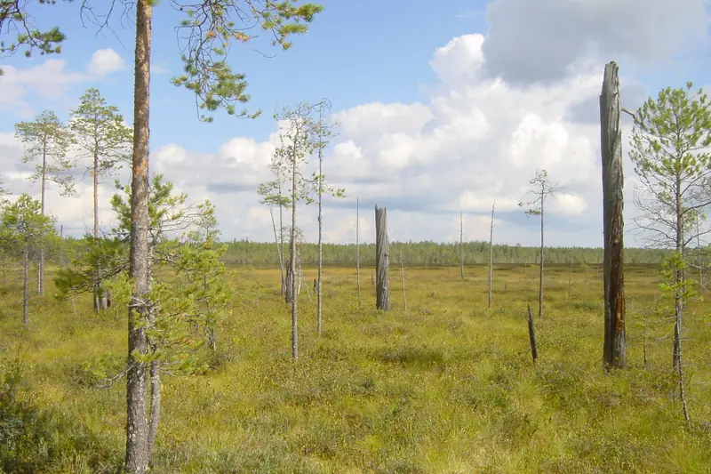 Harvaa, matalaa mäntyä ja kuolleita pystyyn jääneitä runkoja suon keskellä; maassa heinää ja varpuja.