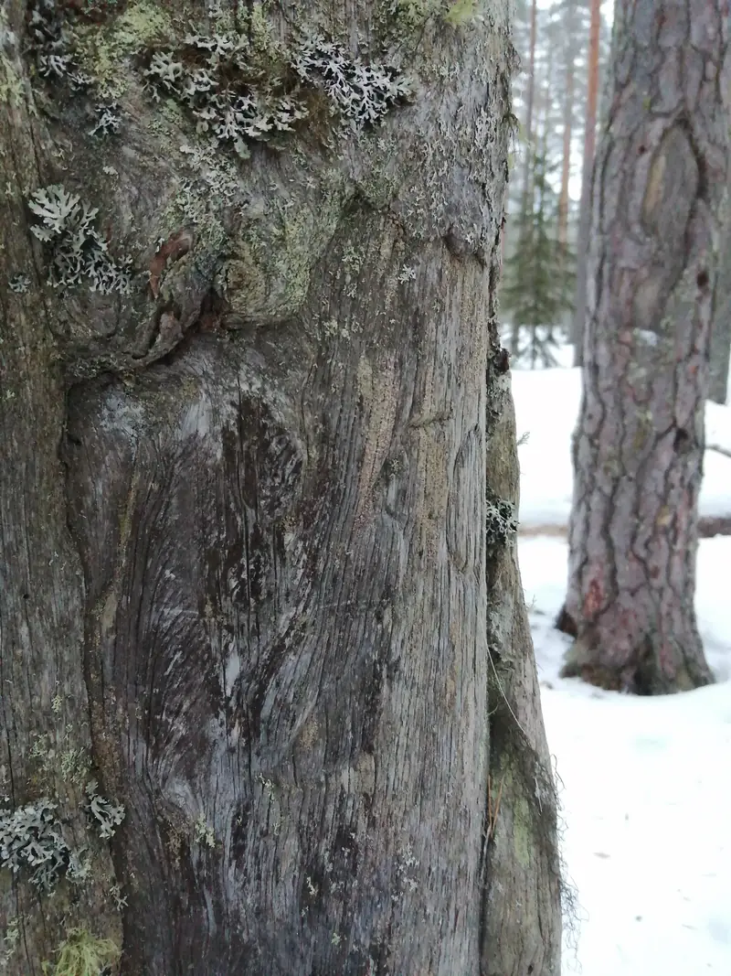 Lähikuva vanhan männyn rungosta: kaarnaton, harmaa kohta, jonka reunat ovat kasvaneet paksuiksi.