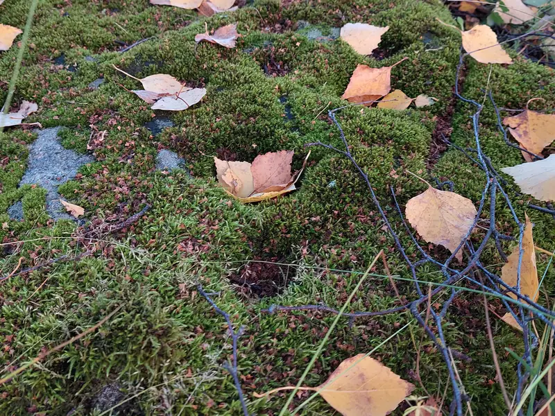 Sammaloitunut kivenpinta, jossa on useita pyöreitä kuoppia. Päällä on keltaisia koivunlehtiä.