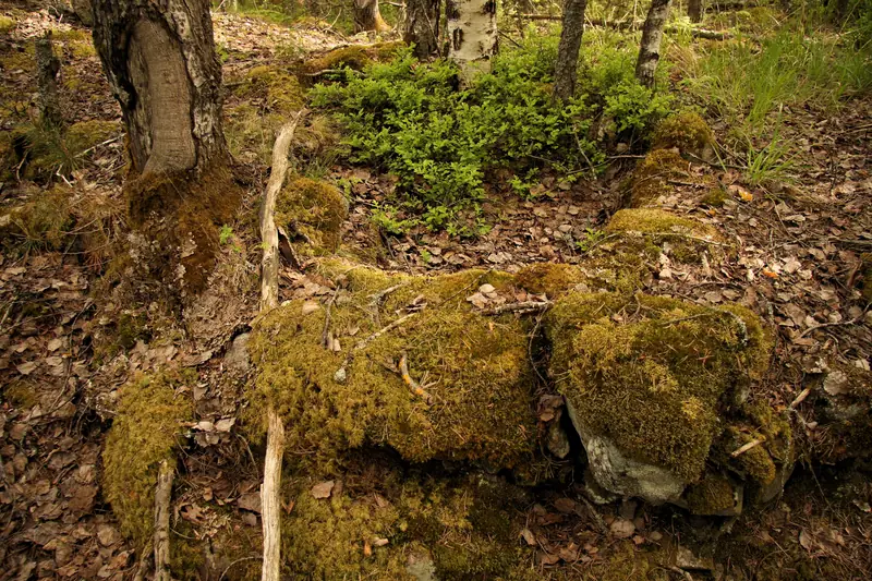 Metsänpohjalla sammaloitunut matala valli, jonka sisäpuolella on painanne ja lehtikarikkeita.