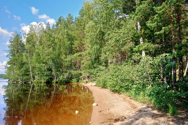 Kapea hiekkaranta metsän reunassa; matalan veden läpi näkyy kullanruskea hiekkapohja.