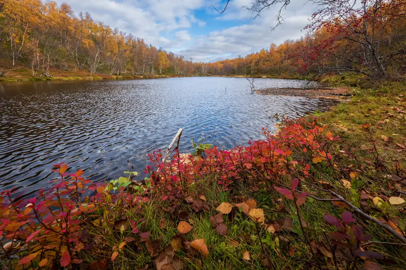 Pieni, tumma lähdelampi syksyisten koivujen keskellä; etualalla punaisia varpuja.