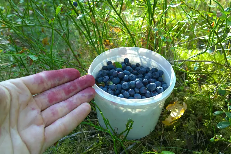 Mustikoilla puolillaan oleva ämpäri mustikanvarvikossa, vieressä sinisiksi värjäytyneet sormet.