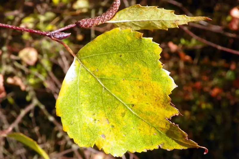 Koivun lehti, joka on osin vielä vihreä ja reunoilta keltainen.
