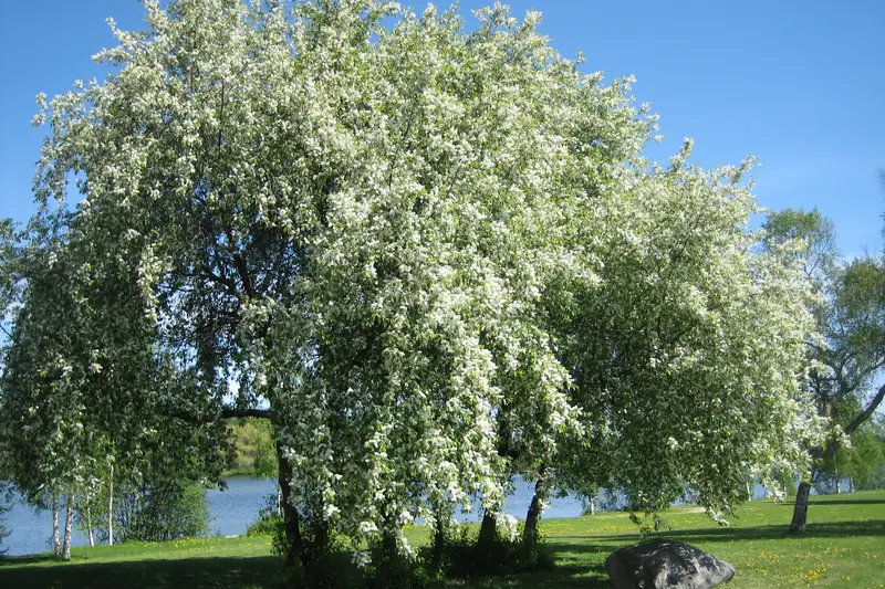 Iso tuomi täydessä valkoisessa kukassa nurmikolla järven rannassa.